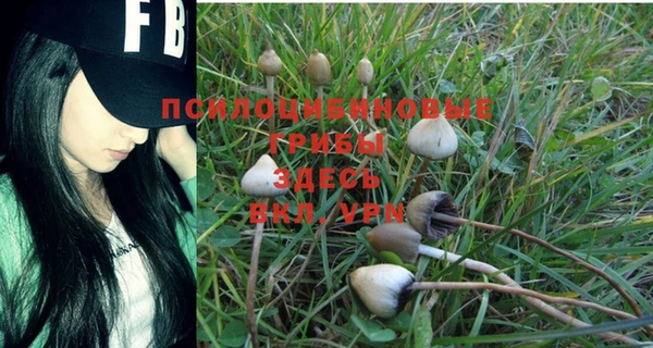прущие грибы Алзамай
